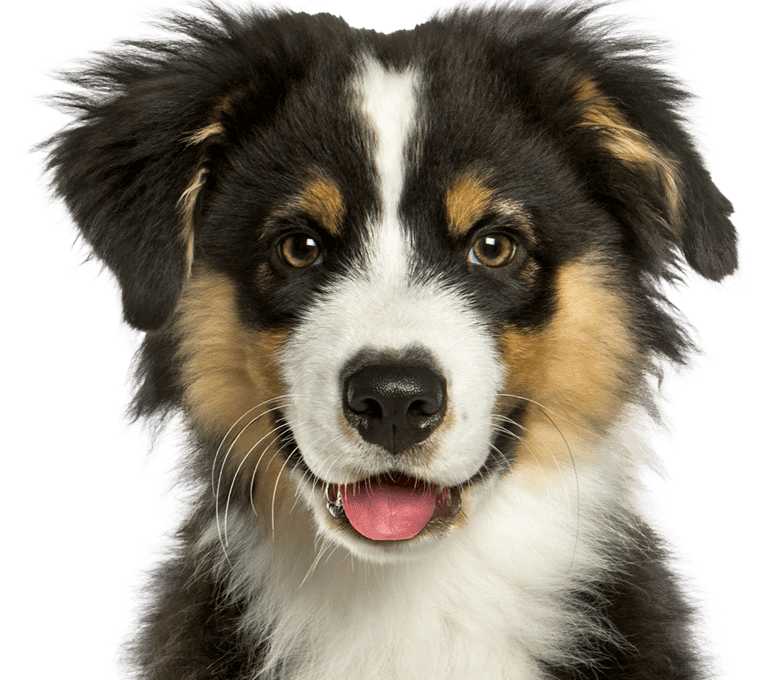 smiling australian shepherd puppy