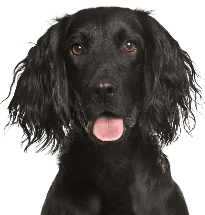 smiling black cocker spaniel dog
