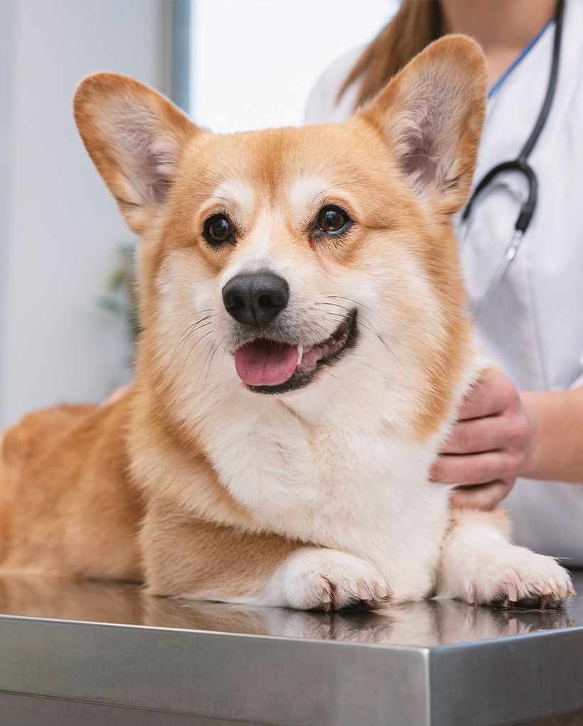 corgi dog on a metal table at the vet