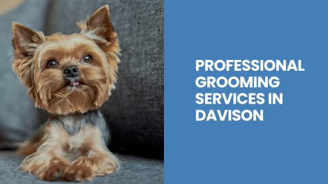 Professional Grooming Services in Davison
