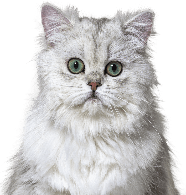 gray furry cat