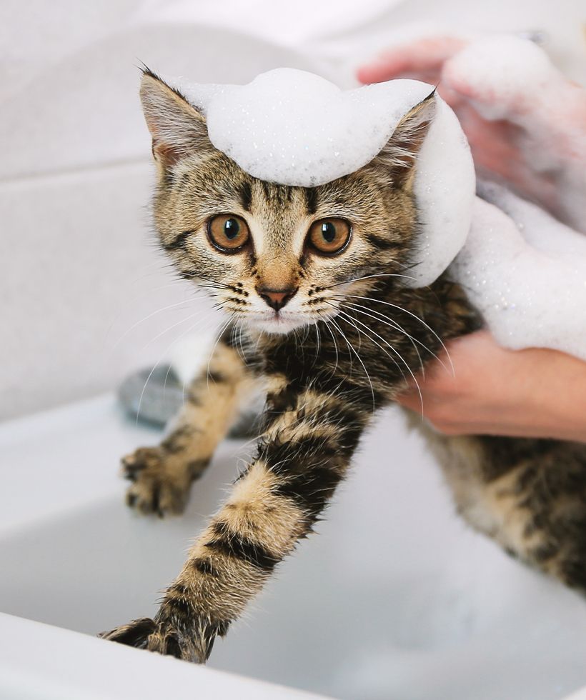 woman bathes a striped cat in the sink