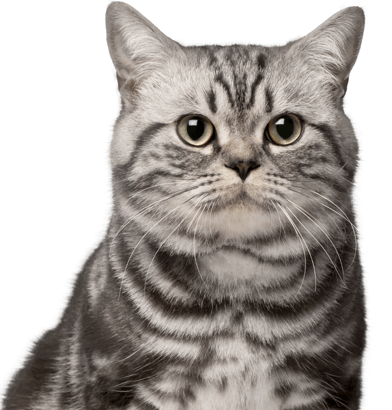 striped shorthair cat
