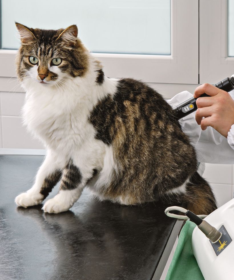 vet performing laser therapy on furry cat