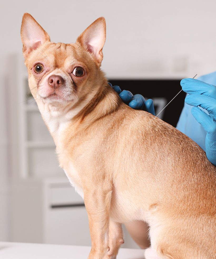 vet holding acupuncture needle near chihuahua dog