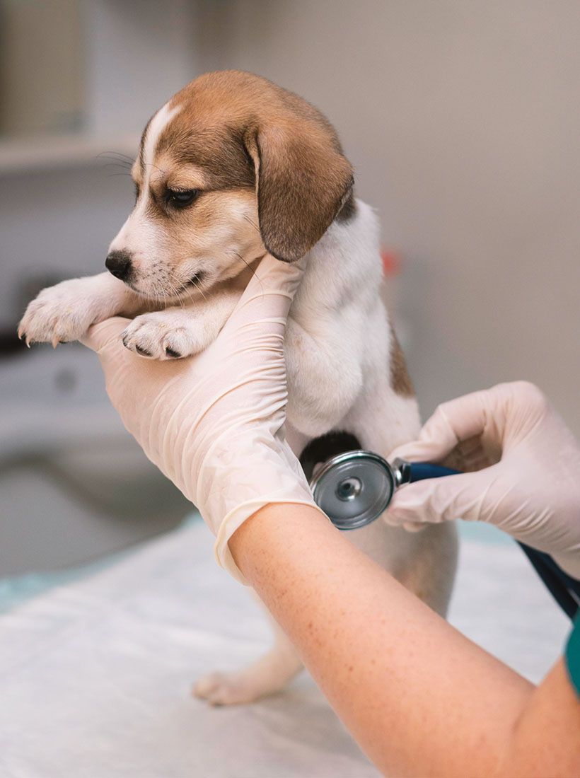 veterinarian taking care dog