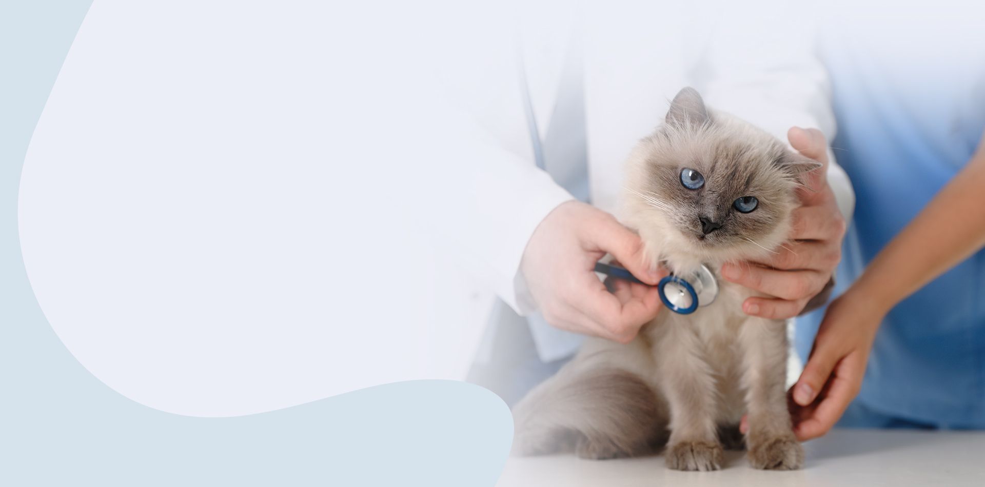 veterinary and assistant checking a cat