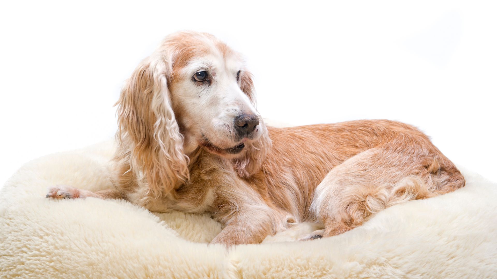 Dog Resting