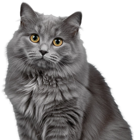 Gray furry cat on white background