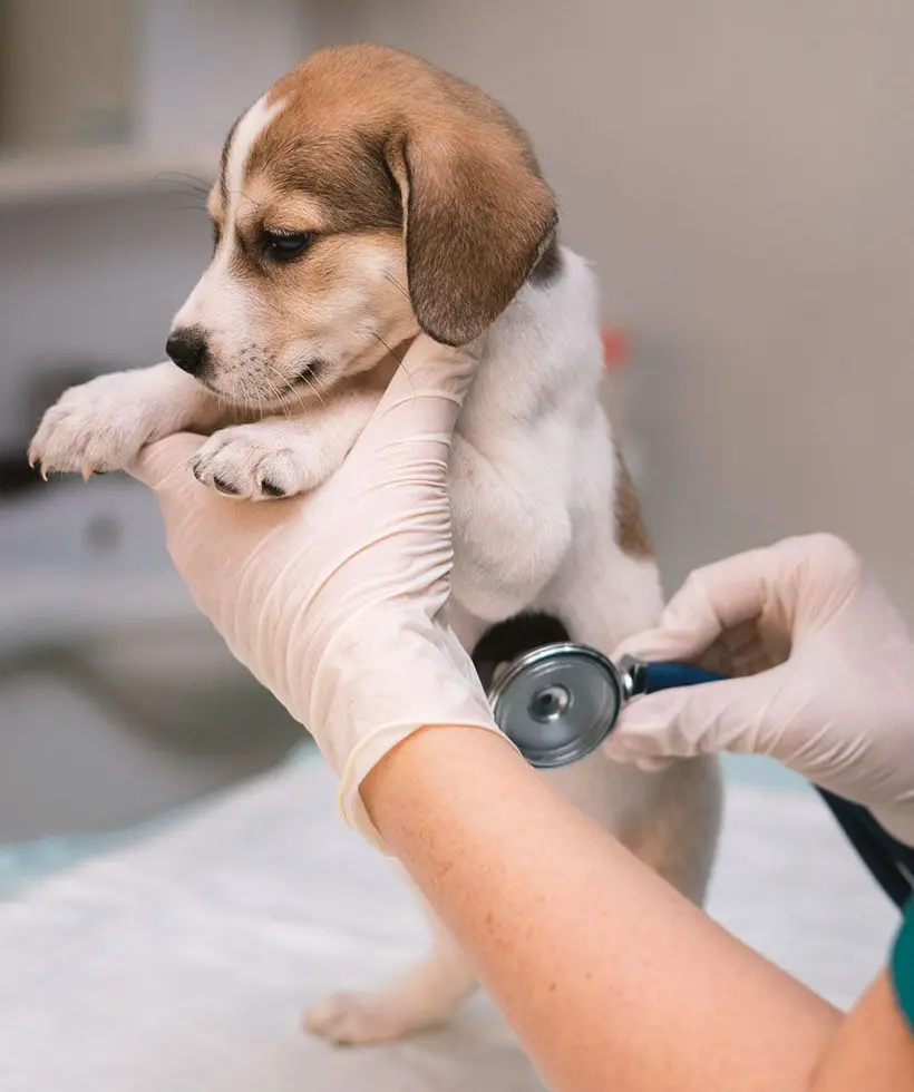 Puppy getting checked with stethoscope by a vet