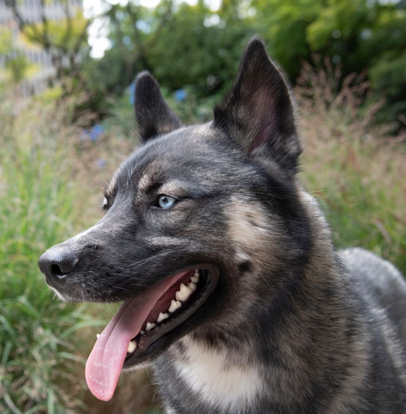 beautiful blue eyed pet dog with perfect white teeth