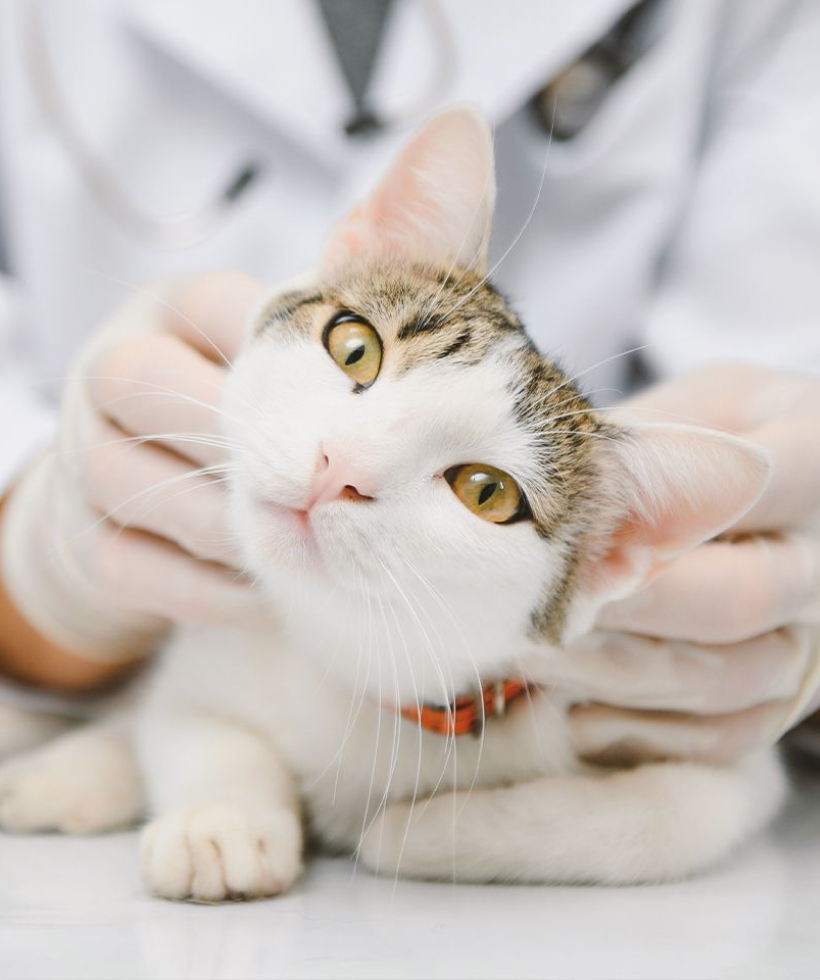 beautiful cat being petted by a veterinarian