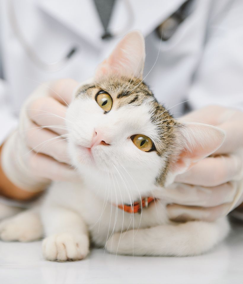 Cat being examined by vet, laying calmly