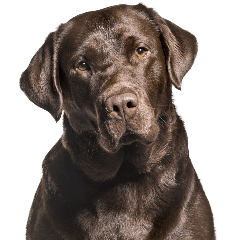 Chocolate Labrador dog with serious expression