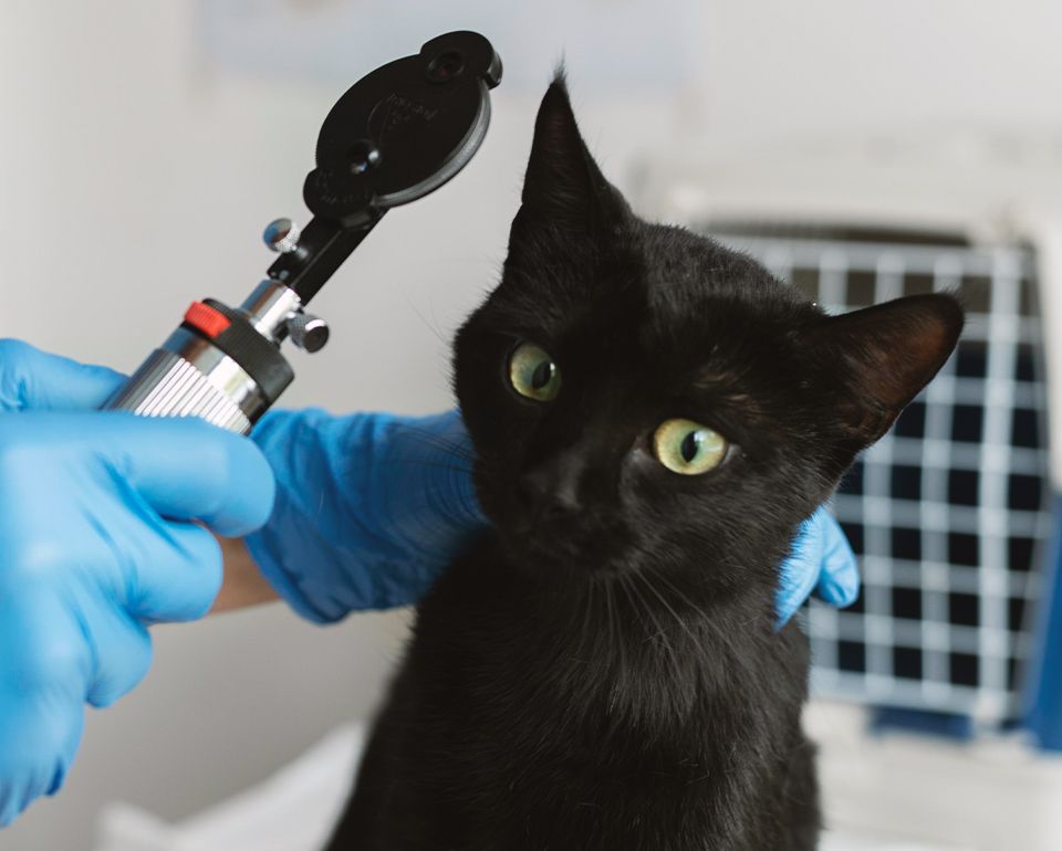 Black cat getting eye exam from a vet