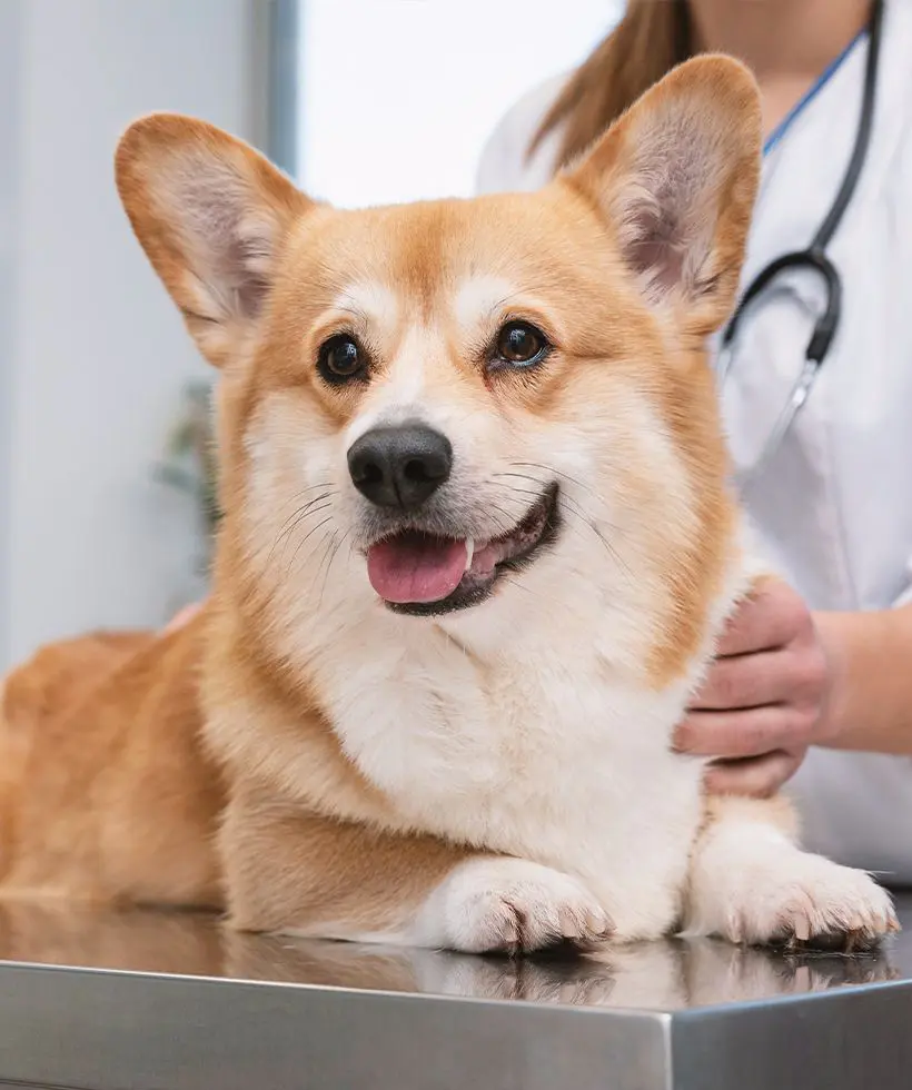 Corgi dog laying on a vet table, smiling
