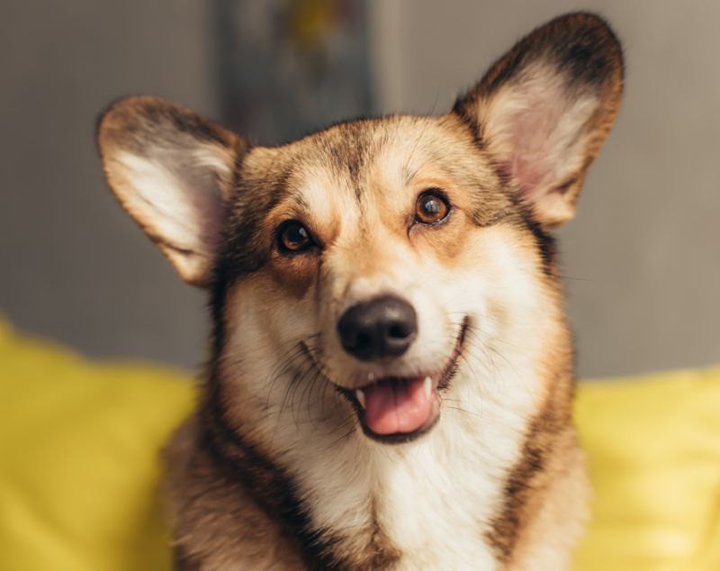 cute pembroke welsh corgi dog
