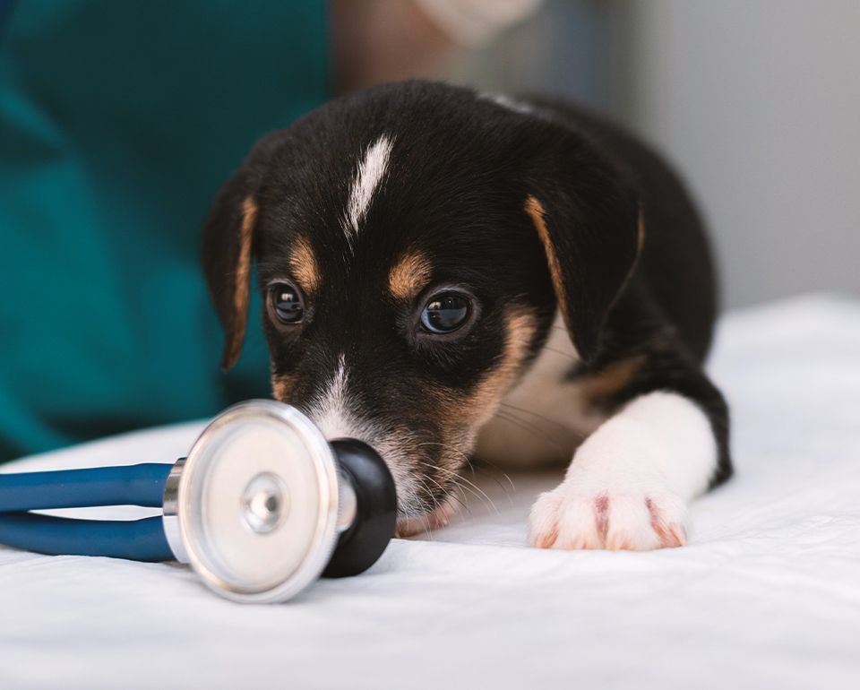 Puppy playing with stethoscope on white background