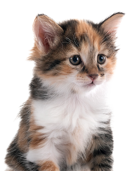 Beautiful calico kitten