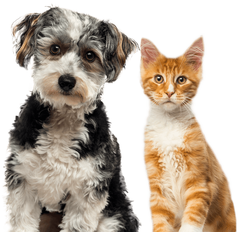 Black and white dog next to orange kitten