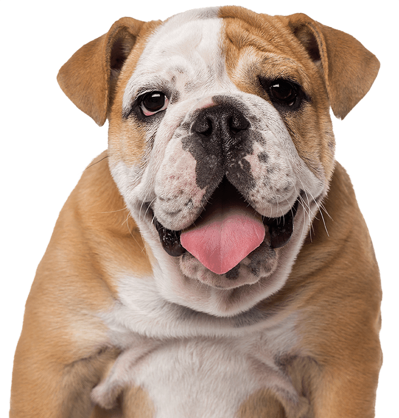 Bulldog dog smiling with tongue out on white background
