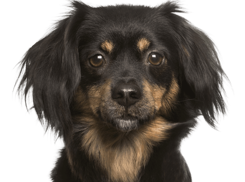 furry black and brown dog looking at something