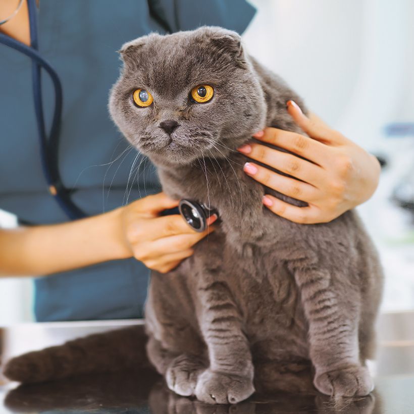 Vet examining a gray British Shorthair cat