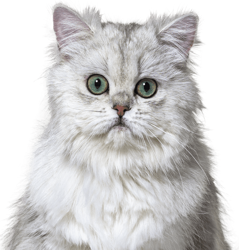 gray furry cat looking at camera