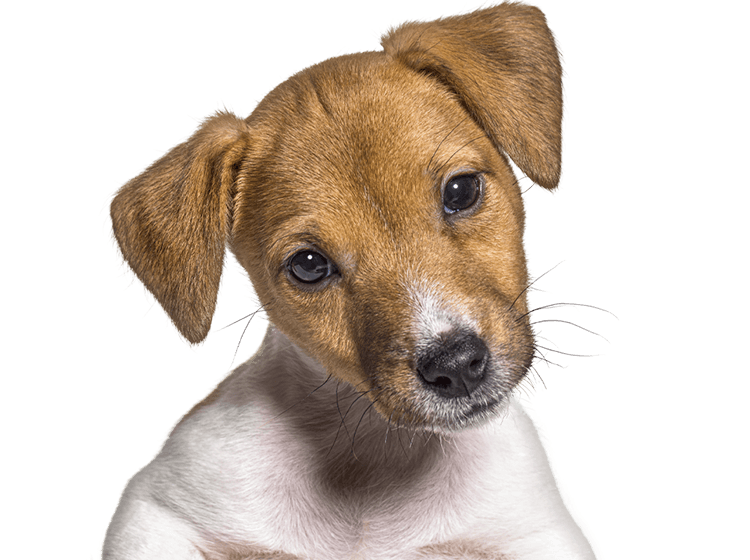 Puppy with brown and white fur looking curious