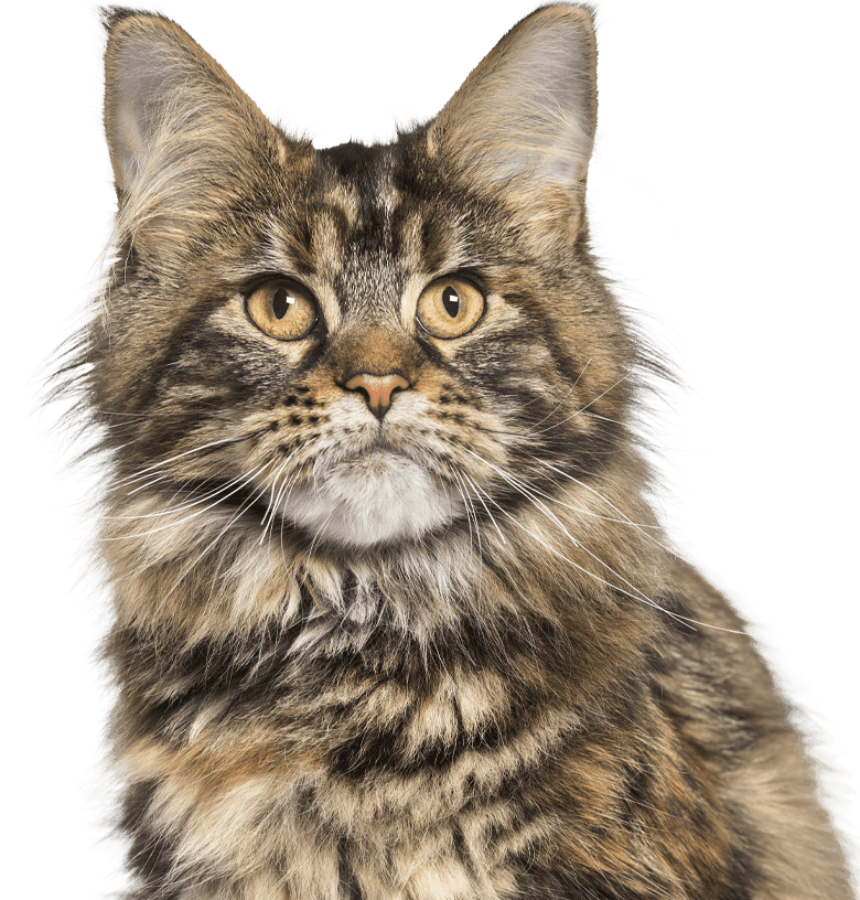 Maine Coon cat with amber eyes