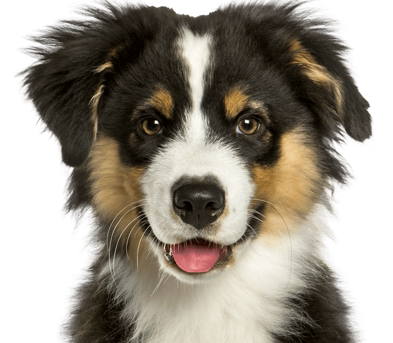 Australian Shepherd puppy with bright eyes