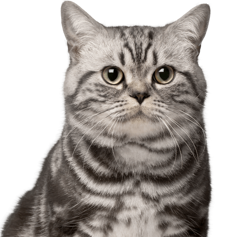 Striped Shorthair cat