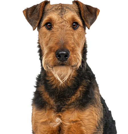 Airedale Terrier