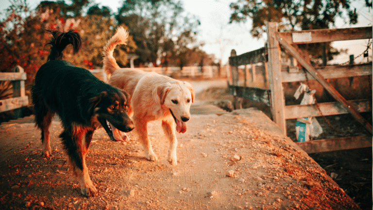 Misconceptions About Diabetes in Pets