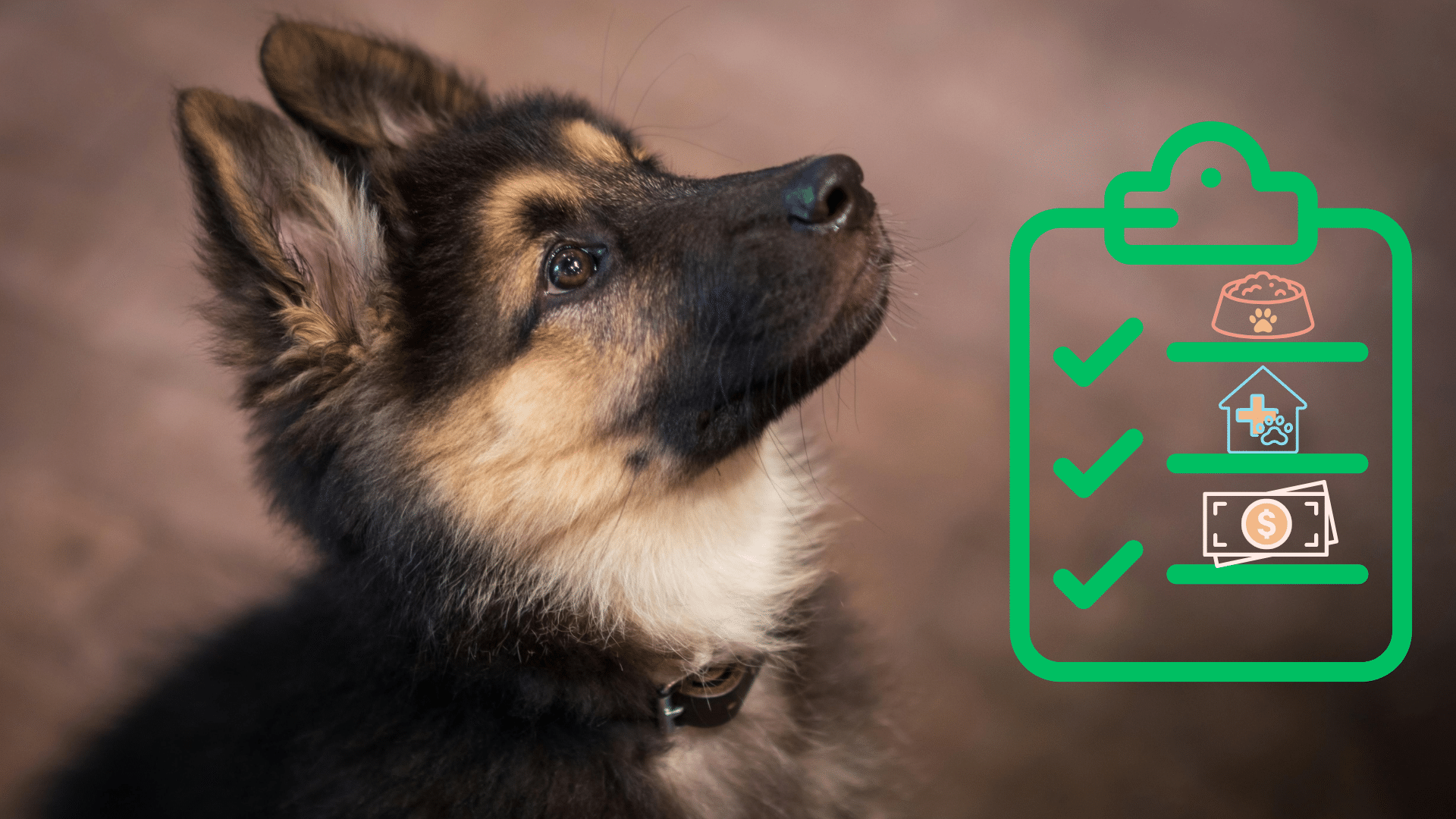 New puppy care planning for Davison Vet Integrated Care in Davison, Michigan